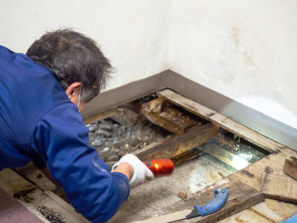 Best Commercial Mold Remediation in Port Gibson, MS