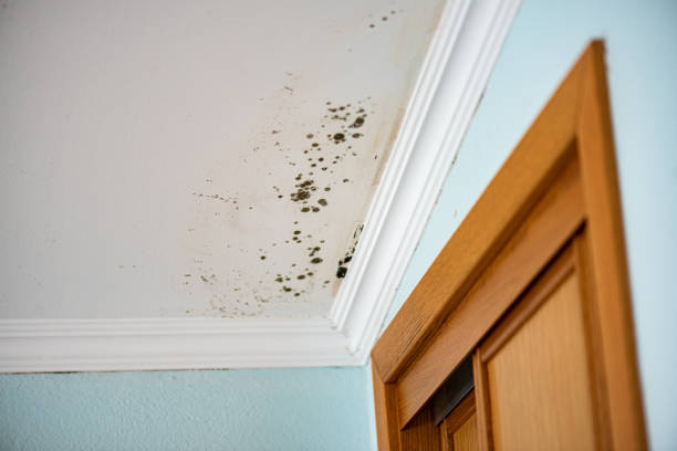 Best Emergency Mold Remediation in Port Gibson, MS