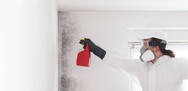 Best Mold Testing and Inspection Services in Port Gibson, MS