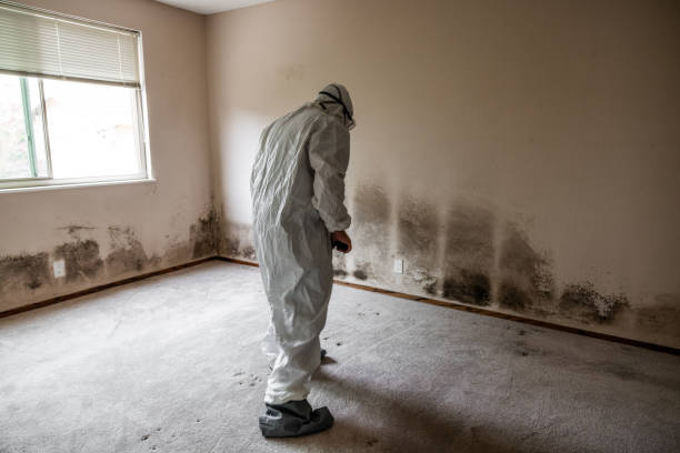 Best Insurance-Related Mold Remediation in Port Gibson, MS