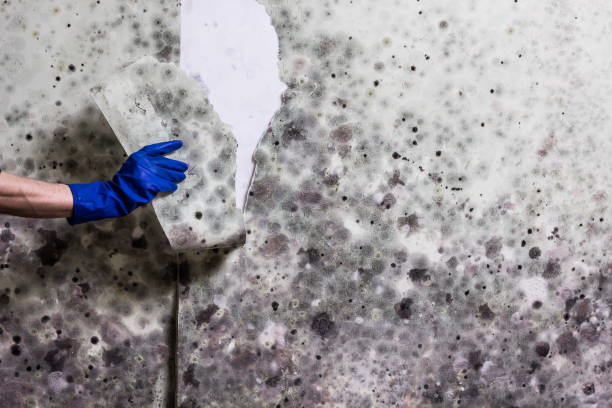 Port Gibson, MS Mold Remediation Company