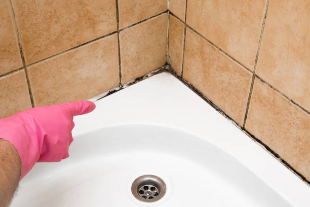 Best Kitchen Mold Remediation in Port Gibson, MS